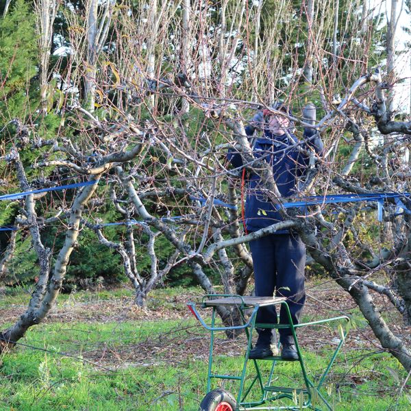 Production de fruits locaux Pierrelatte